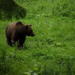 Bear watching experience in the wild - The Itinerary in Detail