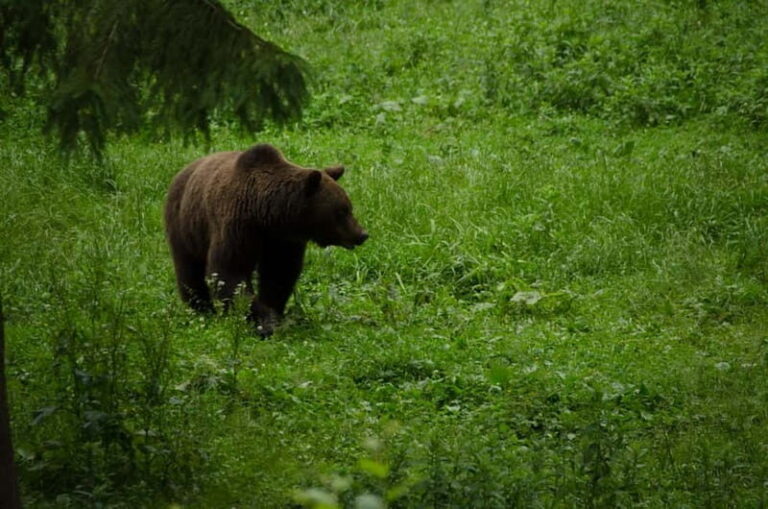 Bear watching experience in the wild - The Itinerary in Detail