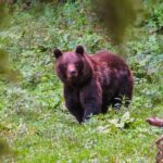 Bear watching experience near Brasov - The Guides and Safety: What Sets This Tour Apart