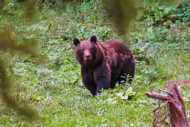 Bear watching experience near Brasov - The Guides and Safety: What Sets This Tour Apart