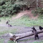 Bear Watching in The Wild from Brasov - The Experience in Context