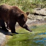 Bears Libearty Sanctuary and Dracula Bran Castle Day Trip - Exploring the Libearty Sanctuary: A Closer Look