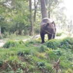 Bears Sanctuary, Dracula Castle and Brasov City - Full Day Trip from Bucharest - Who Is This Tour Best For?