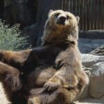 Bears Sanctuary, Dracula's Castle, Brasov Day Trip Private Tour from Bucharest - A Detailed Look at the Tour Experience