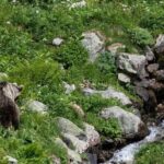 Bearwatching Hiking Day Tour in High Tatras from Poprad - Who Should Consider This Tour?