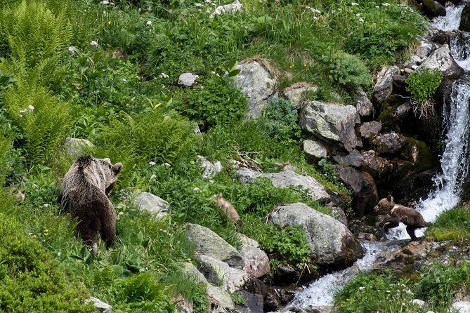 Bearwatching Hiking Day Tour in High Tatras from Poprad - Who Should Consider This Tour?
