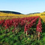 Beaujolais 100% wine tour Small-Group Tour with Tasting from Lyon - Who Should Consider This Tour?