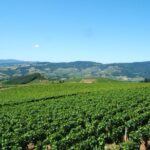 Beaujolais Wine Discovery - Half Day - Small group tour from Lyon - An In-Depth Look at the Itinerary