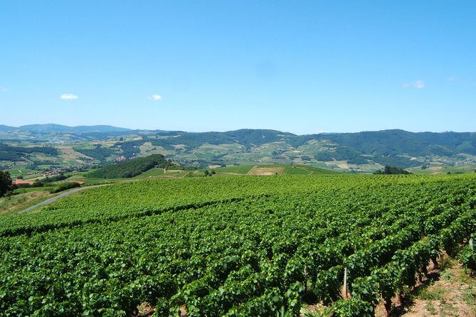Beaujolais Wine Discovery - Half Day - Small group tour from Lyon - An In-Depth Look at the Itinerary