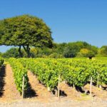 Beaujolais wine tour from Lyon half day - Who Will Love This Tour?