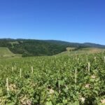 Beaujolais Wines & Castles - Private Tour - Half Day - What Makes This Tour Stand Out?