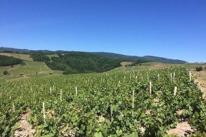 Beaujolais Wines & Castles - Private Tour - Half Day - What Makes This Tour Stand Out?