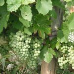 Beaune & Burgundy Vineyards Private Day Trip from Lyon - Analyzing the Price and Overall Value