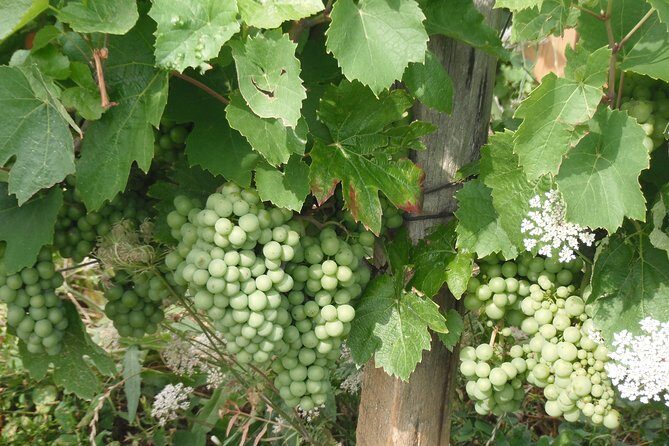 Beaune & Burgundy Vineyards Private Day Trip from Lyon - Analyzing the Price and Overall Value