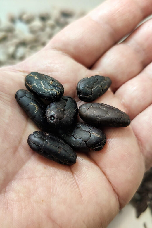 Become a chocolatier for a day! - A Deep Dive Into the Workshop Experience