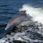 Become a dolphin protector! Lisbon Eco-dolphin watching - The Sum Up