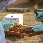 Beekeeper for a Day close to Nafplio - Why This Tour Offers Good Value