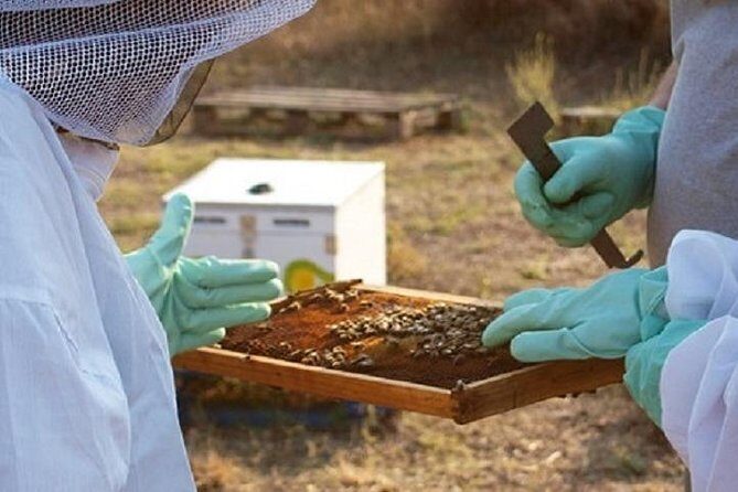 Beekeeper for a Day close to Nafplio - Why This Tour Offers Good Value