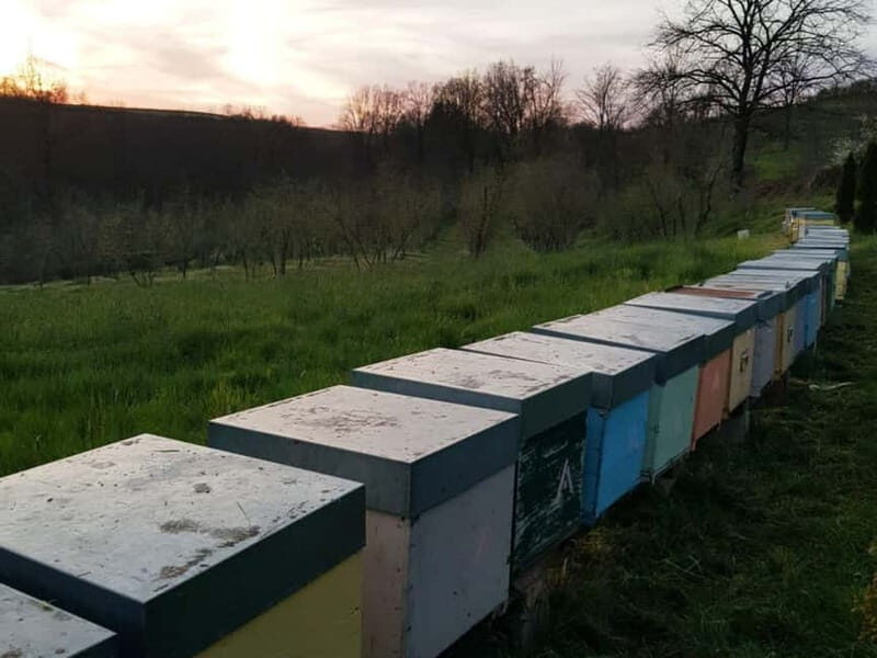 Beekeeping Tour and Honey Tasting Experience in Monferrato - What Travelers Are Saying