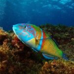 Beginner dive from Playa Chica with Instructor - The Value of the Experience