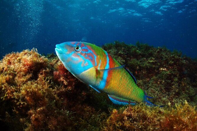 Beginner dive from Playa Chica with Instructor - The Value of the Experience