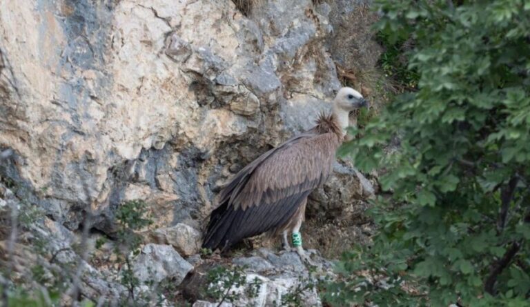 Beli - Griffon Vultures Bird Watching Boat Trip - An In-Depth Look at the Beli Griffon Vultures Boat Tour