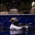 Beluga and Puffin Sanctuary Visitor Centre with Aquarium - Why This Tour Offers Good Value