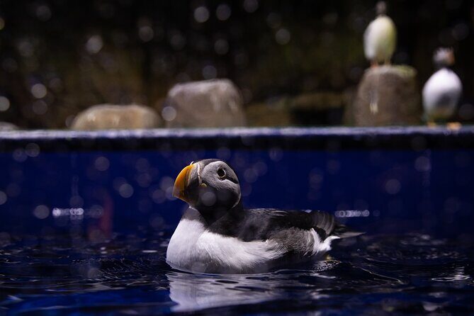 Beluga and Puffin Sanctuary Visitor Centre with Aquarium - Why This Tour Offers Good Value
