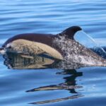 Benagil Tour - The Coastal Walk and Dolphin Watching