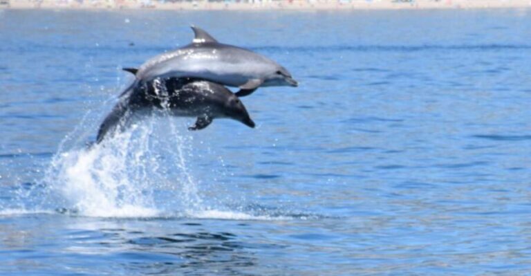 Benalmadena: Dolphin Watching Boat Tour - Who Should Consider This Tour?