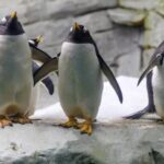 Benalmadena: Selwo Marina Admission Ticket - Who Should Visit?