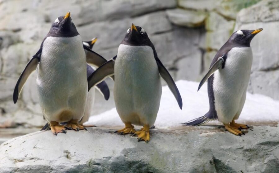 Benalmadena: Selwo Marina Admission Ticket - Who Should Visit?