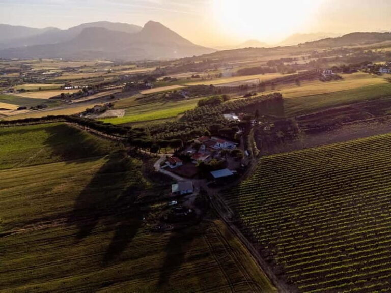 Benevento: picnic among the olive groves of the Sannio and tour of the estate - What’s Included and What to Expect