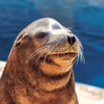 Benidorm: Mundomar Animal Park Entrance Ticket - The Shows and Exhibits