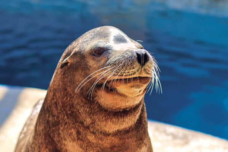 Benidorm: Mundomar Animal Park Entrance Ticket - The Shows and Exhibits