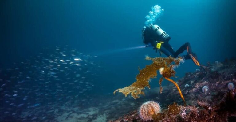 Bergen: Guided Scuba Diving - The Sum Up