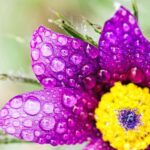 Berlin: Macro photography course - Nature in detail - Final Thoughts: Who Is This Tour Best For?