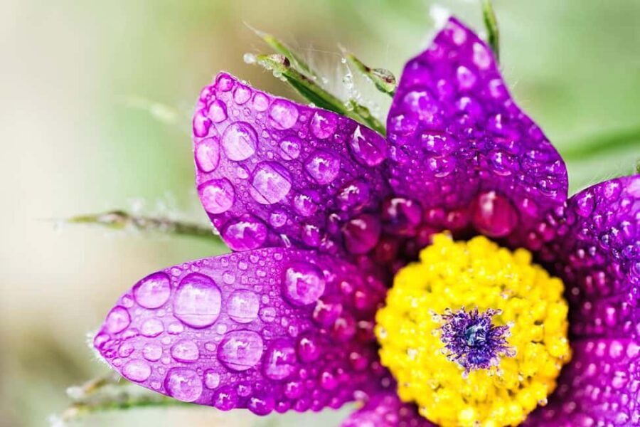 Berlin: Macro photography course - Nature in detail - Final Thoughts: Who Is This Tour Best For?