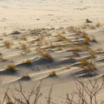 Best of Klaipeda & Curonian Spit Join-in Shore Excursion - Pricing and Value