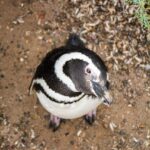 Best Tour to Peninsula Valdes - Who Is This Tour Best For?