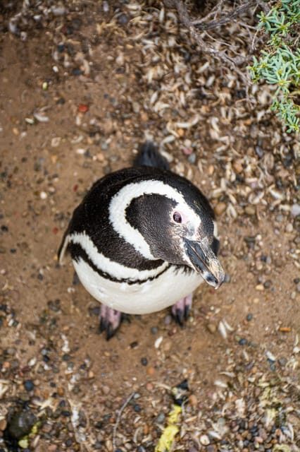 Best Tour to Peninsula Valdes - Who Is This Tour Best For?