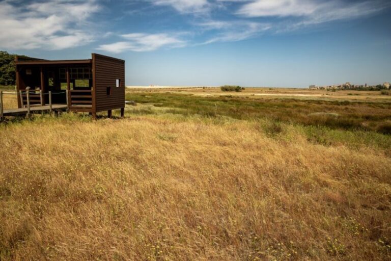 Best views to Porto from Gaia. VW Kombi tour with cocktail - Who Will Love This Tour?