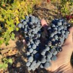 Beziers: Eco Wine Tasting at Sarabande Wines Off-Grid Winery - Who Will Love This Experience?