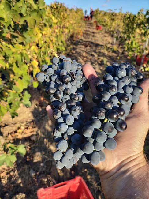 Beziers: Eco Wine Tasting at Sarabande Wines Off-Grid Winery - Who Will Love This Experience?