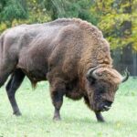 Bialowieza National Park Small Group Tour from Warsaw with Lunch included - Value and Practicality