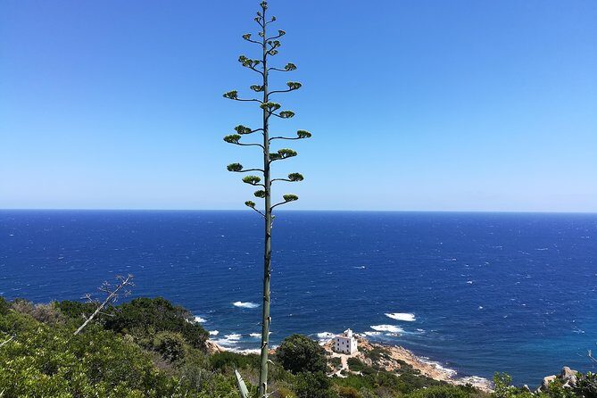 Biderosa and Capo Comino Beach Tour - Authentic Experiences and Personal Touches