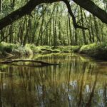 Biesbosch: Boat Cruise through National Park - Who Will Love This Tour?