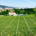 Bilbao: Guided Txacoli Wine Tasting - The Authentic Touch and Reviewer Insights