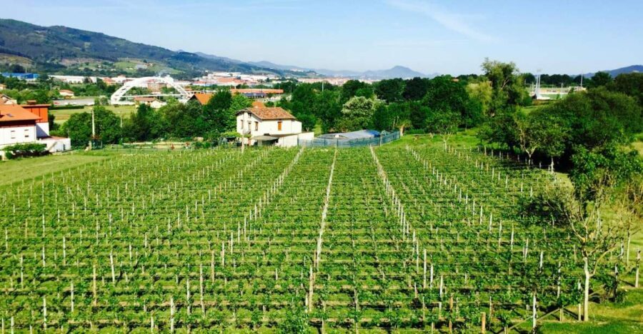 Bilbao: Guided Txacoli Wine Tasting - The Authentic Touch and Reviewer Insights