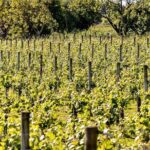 Bilbao Txakoli Wine Tour - The Sum Up